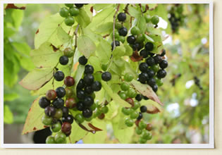 グレイン やろこはちまき